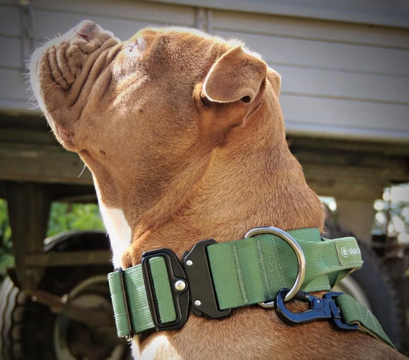 7 Best Types of Dog Collars for Bully Breeds SPARK PAWS