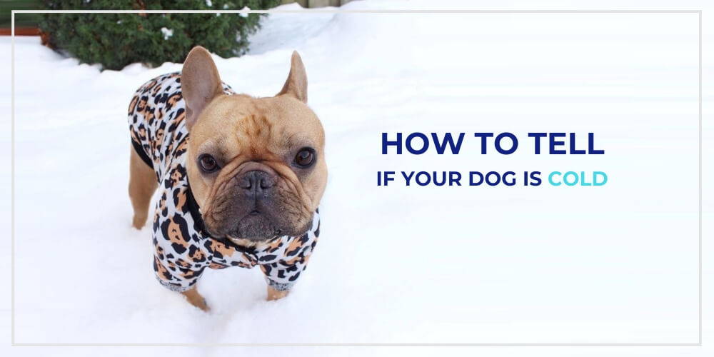 How to tell if a dog is sales cold