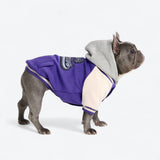 Chaqueta universitaria para perros - Púrpura
