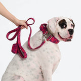 Fuchsia Camo Collar