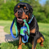 Set de Correa y Porta Bolsas para Excrementos - Lime Wave