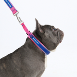 Snow Cone Collar||size:A,B