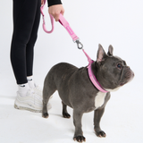 Pink Collar||size:A,B