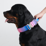 Conjunto de collar táctico para perros - Cono de nieve