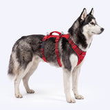Red Gradient Escape Proof||size:4