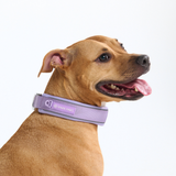 Lilac Collar||size:C,D,E