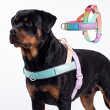 Pastel Icing Grab and Go||size:6