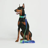 Conjunto de collar táctico para perros - Lime Wave