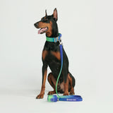 Conjunto de collar táctico para perros - Lime Wave