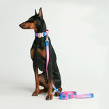 Conjunto de collar táctico para perros - Cono de nieve