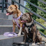 Arnés para perros Comfort Control No-Pull - Negro