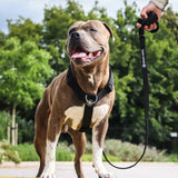 Juego de arneses para perros Comfort Control No-Pull - Negro