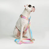 Juego de arneses para perros Comfort Control No-Pull - Pastel Icing