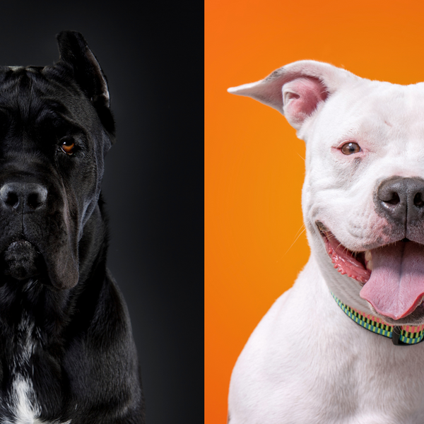 Pitbull and cane deals corso