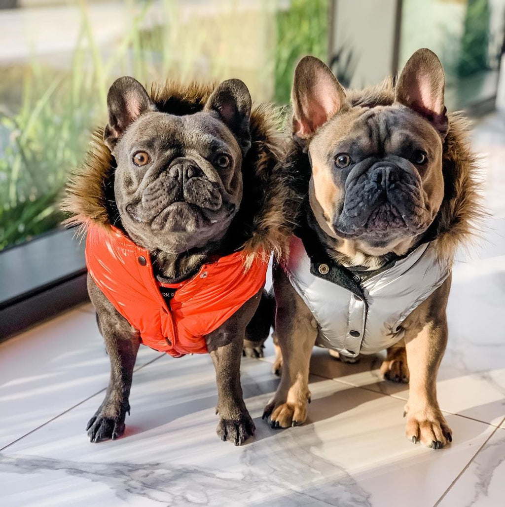 french bulldog fur coat