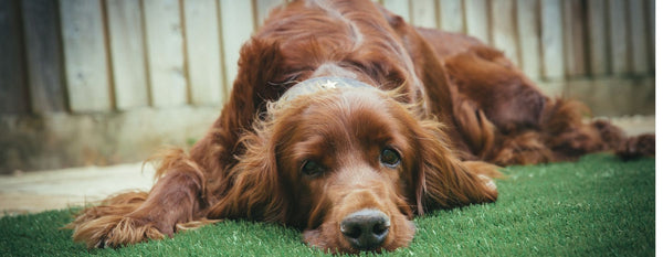 Do Dog Clothes Help With Shedding?