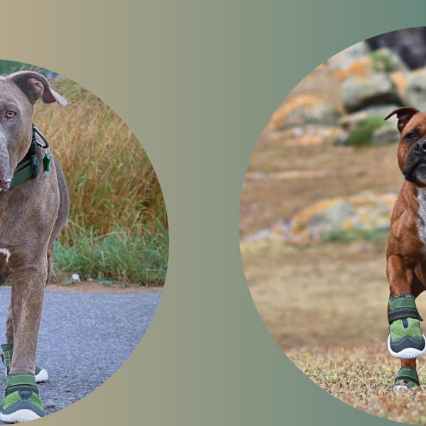 Dog Running Shoes The Perfect Fit for Your Pup s Active Lifestyle SPARK PAWS