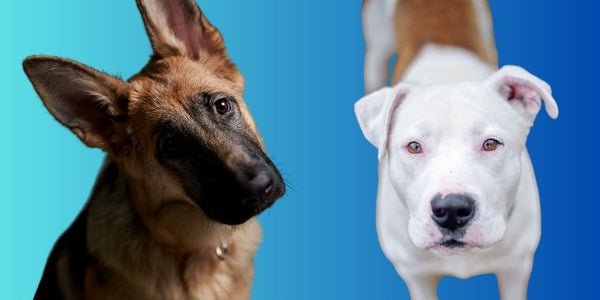 Pit Bulls vs. German Shepherds - Which Breed Is Best