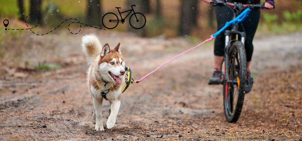 What is Bikejoring?