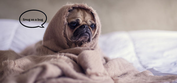 Do Dogs Like Blankets? Fun Facts & FAQs
