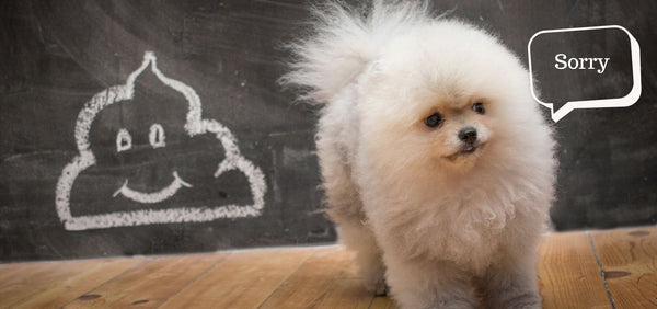 How to Firm Up Dog Poop? - What You Need To Know