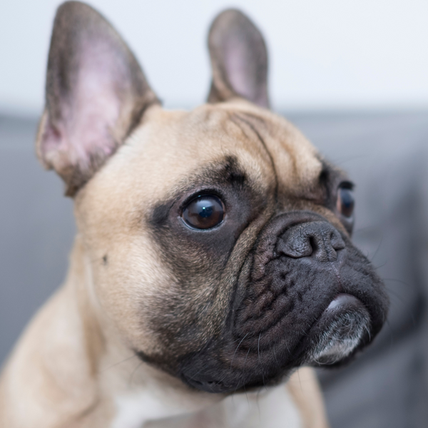 Female hotsell french bulldog