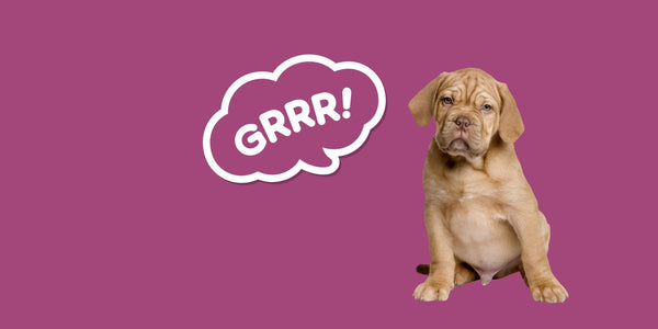 Why Does Your Puppy Growl When Picked Up?