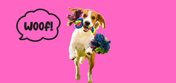 Finding the Best Types of Dog Toys for Your Pup.