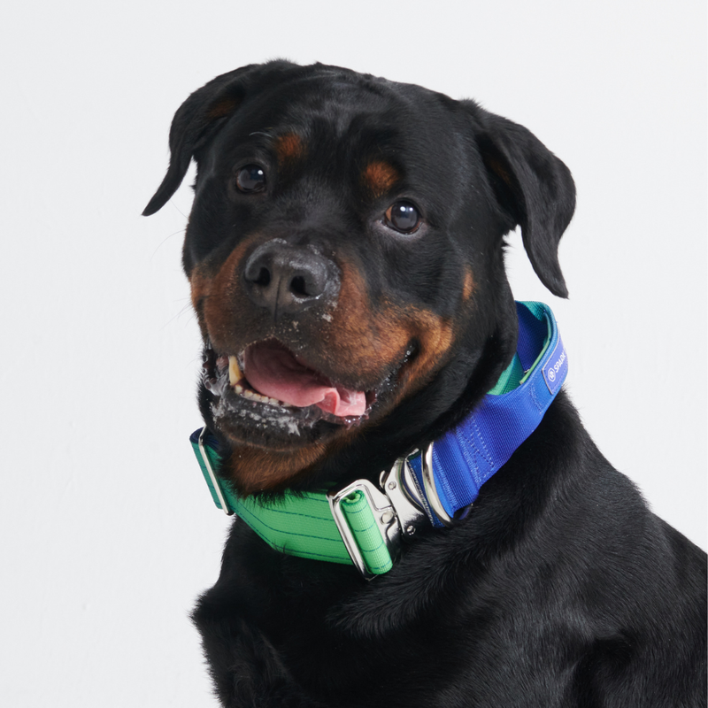Conjunto de collar táctico para perros - Lime Wave