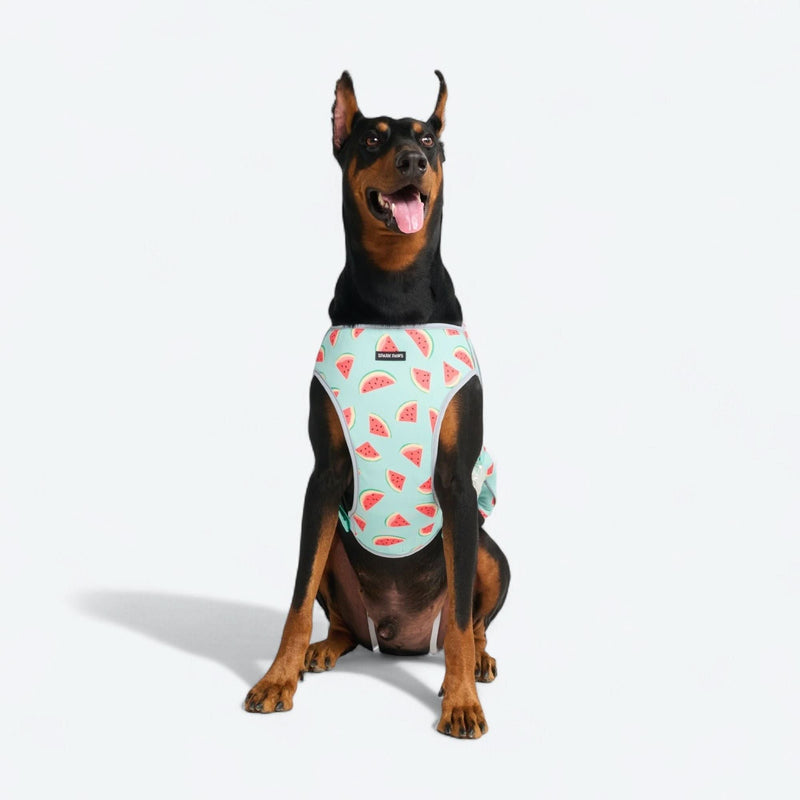 Chaleco refrigerante para perros - Sandía