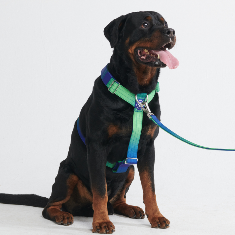 Arnés para perros Comfort Control No-Pull - Lime Wave