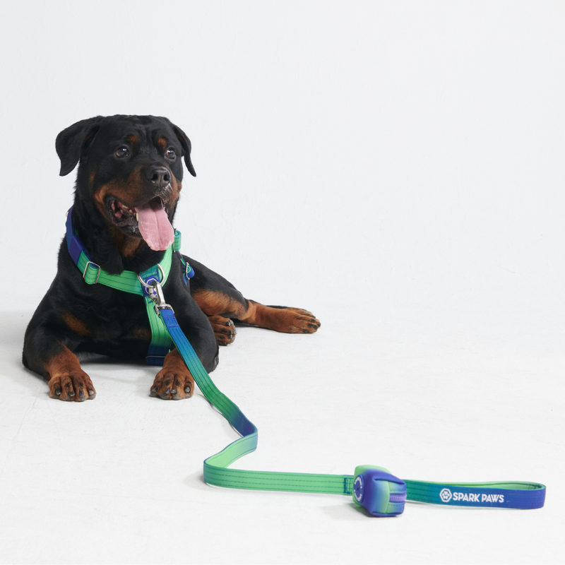 Arnés para perros Comfort Control No-Pull - Lime Wave