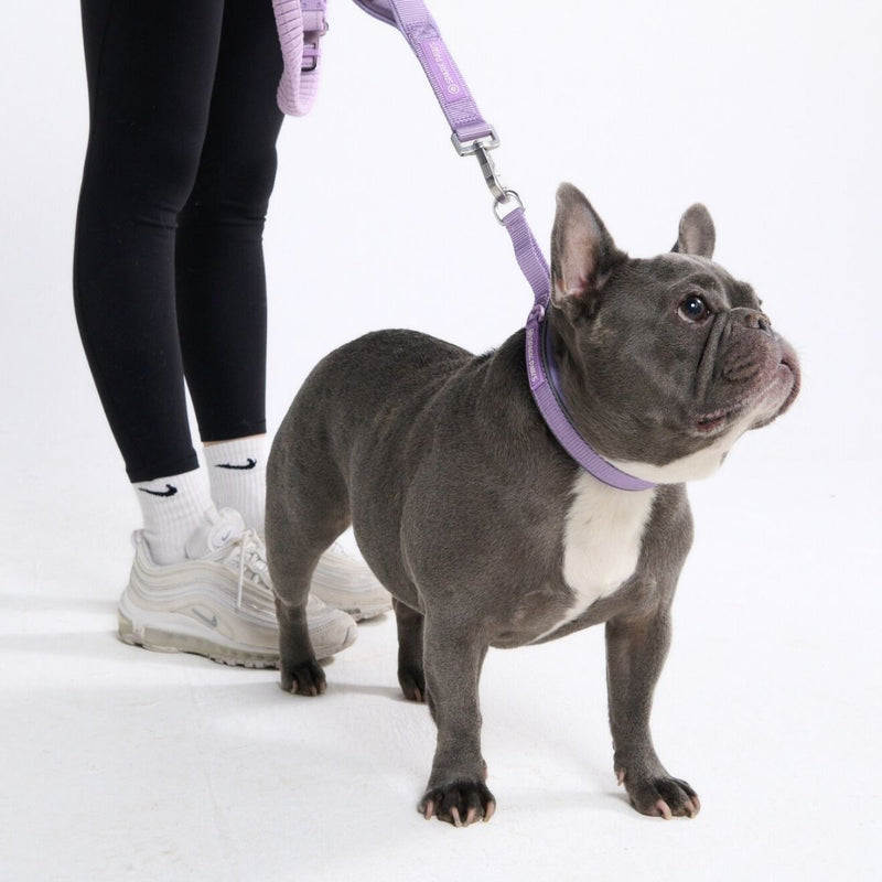 Lilac Martingale Collar||size:A,B