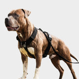 Juego de arneses para perros Comfort Control No-Pull - Negro