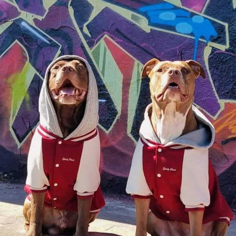 Chaqueta universitaria para perros - Rojo