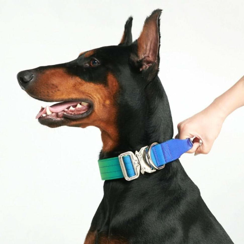 Collar táctico para perros - Lime Wave