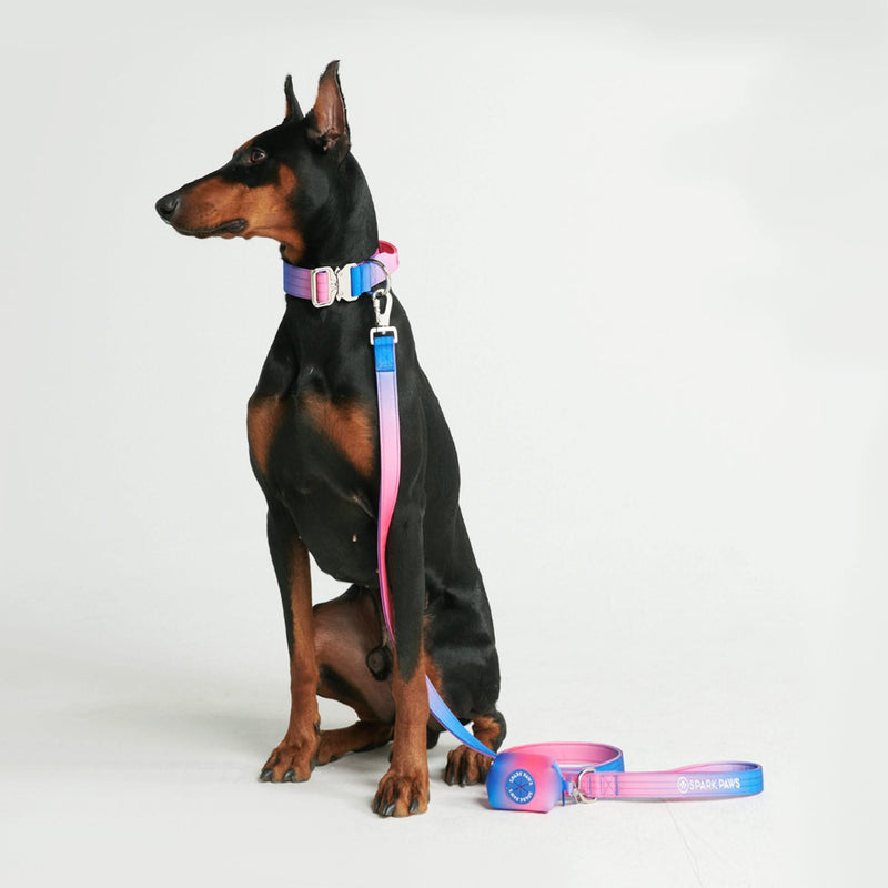 Conjunto de collar táctico para perros - Cono de nieve