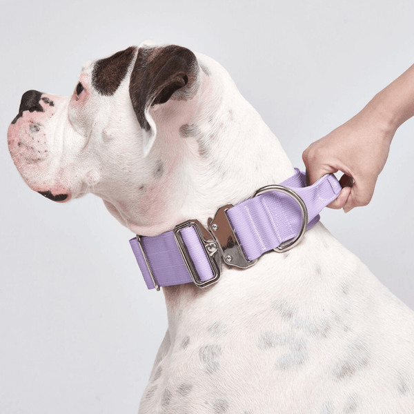 Collar Táctico para Perro - Lila