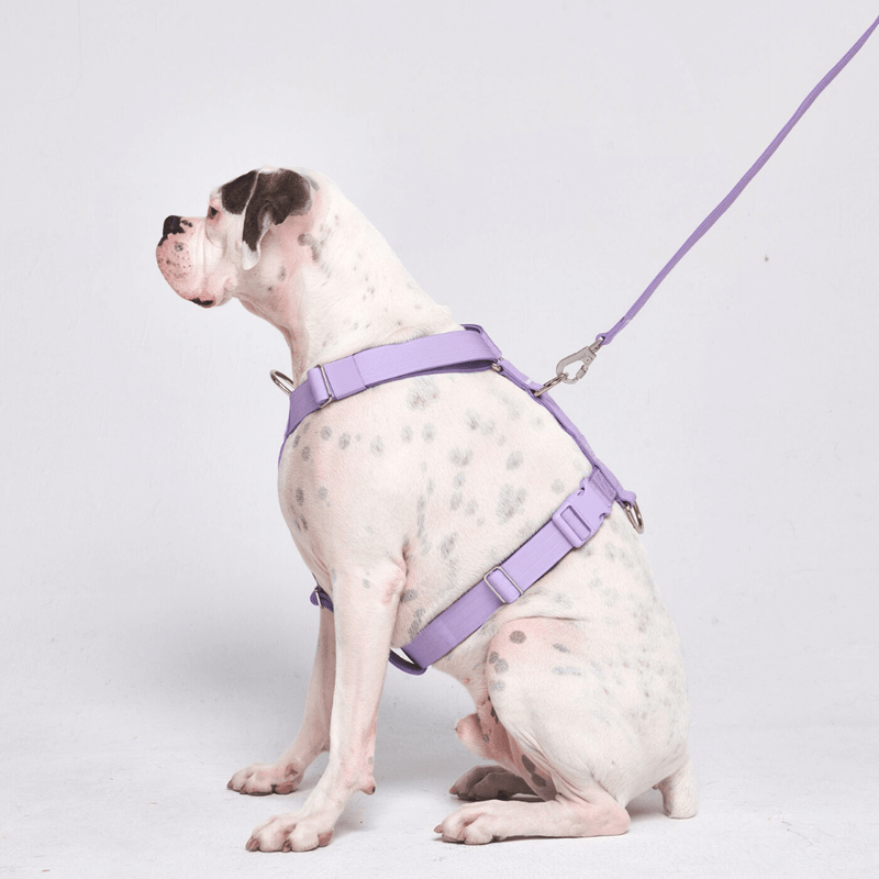 Arnés para perros Comfort Control No-Pull - Lila
