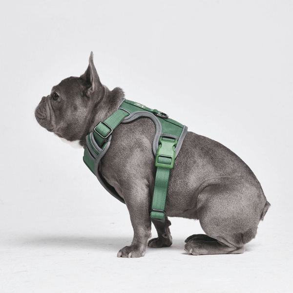 Arnés Comfort Control - Verde - [TALLA S] perros hasta 20kg/45lb