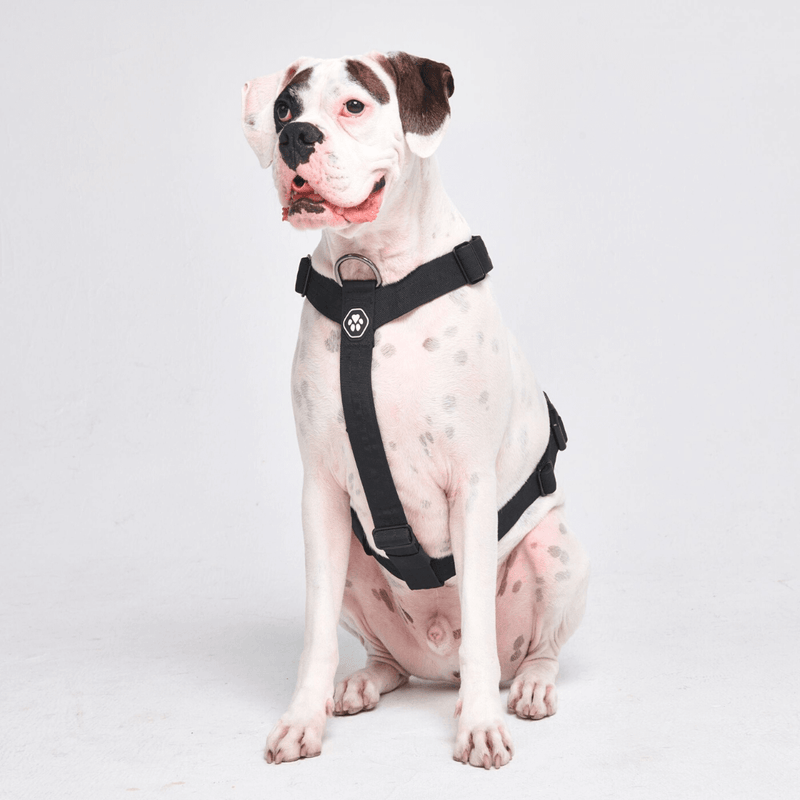 Juego de arneses para perros Comfort Control No-Pull - Negro