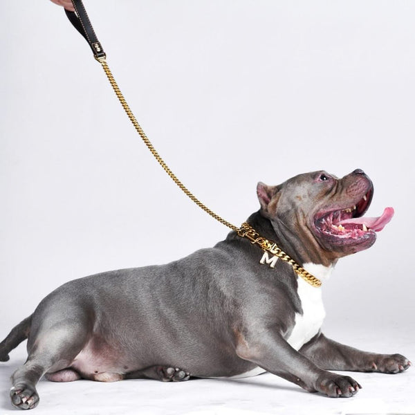 Correa para perro Cuban Link Gold