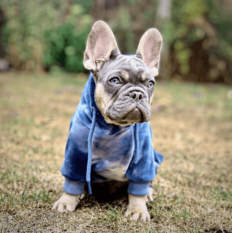 Sudadera de Terciopelo para Humanos - Azul Zafiro