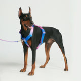Juego de arneses para perros Comfort Control No-Pull - Cono de nieve