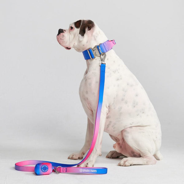 Conjunto de collar táctico para perros - Cono de nieve